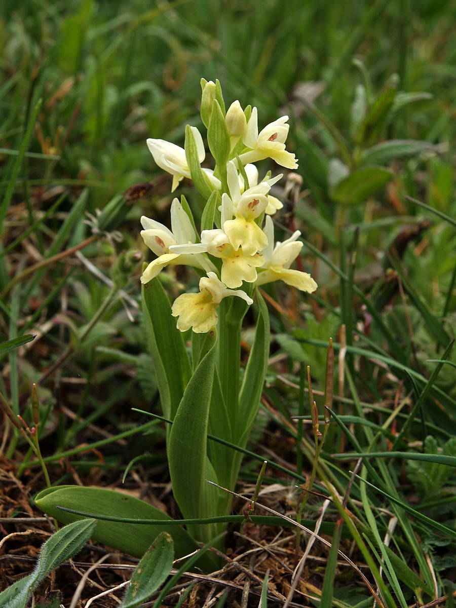 Dactylorhiza insularis, Island Dactylorhiza